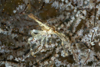 Xenocarcinus conicus (Conical Spider Crab)