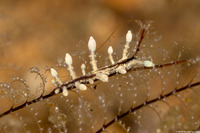 Eubranchus sp.1 (Eubranchus sp.1)