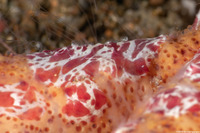 Coeloplana astericola (Creeping Comb Jelly)