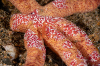 Coeloplana astericola (Creeping Comb Jelly)