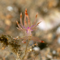 Coryphellina flamma (Flame Coryphellina)