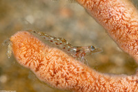 Metapenaeopsis sp.1 (Metapenaeopsis sp.1)