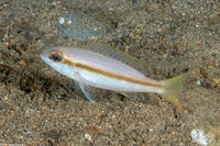 Lutjanus vitta (Brownstripe Snapper)