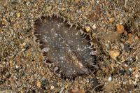 Paraplanocera marginata (Distinctive Margin Flatworm)