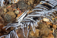 Allogalathea babai (Baba's Crinoid Squat Lobster)