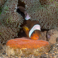 Amphiprion polymnus (Saddleback Anemonefish)