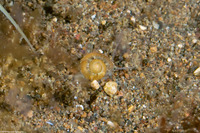 Ethalia guamensis (Guam Button Top Shell)