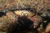 Charybdis granulata (Charybdis Granulata)