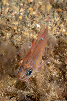 Ostorhinchus moluccensis (Moluccan Cardinalfish)