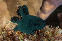 Nembrotha milleri (Miller's Nembrotha)