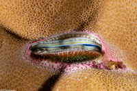 Pedum spondyloideum (Iridescent Scallop)