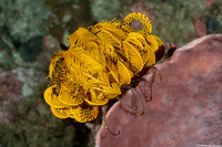 Anneissia bennetti (Bennett's Feather Star)