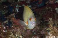 Centropyge vroliki (Pearl-Scaled Angelfish)