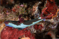 Nembrotha chamberlaini (Chamberlain's Nembrotha)