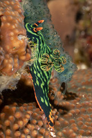 Nembrotha kubaryana (Kubaryana's Nembrotha)