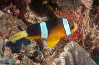 Amphiprion clarkii (Clark's Anemonefish)