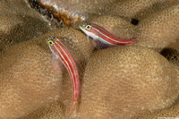 Helcogramma striata (Striped Triplefin)