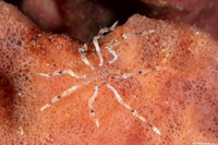 Class Pycnogonida (Sea Spider)