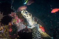Eretmochelys imbricata (Hawksbill Turtle)