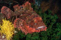 Scorpaenopsis oxycephala (Tasseled Scorpionfish)