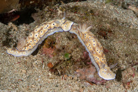 Hypselodoris tryoni (Tryon's Risbecia)