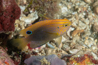 Pomacentrus vaiuli (Princess Damsel)