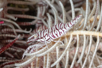 Laomenes pardus (Leopard Crinoid Shrimp)