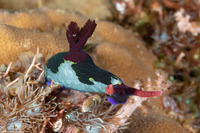 Nembrotha chamberlaini (Chamberlain's Nembrotha)