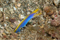 Rhinomuraena quaesita (Ribbon Eel)