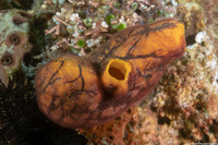 Polycarpa aurata (Ink-Spot Sea Squirt)