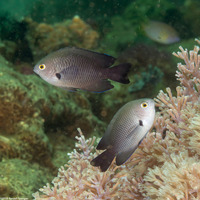 Pomacentrus brachialis (Charcoal Damsel)