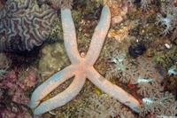 Linckia laevigata (Blue Sea Star)