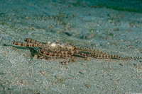 Thaumoctopus mimicus (Mimic Octopus)