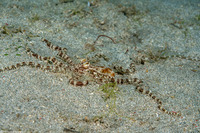Thaumoctopus mimicus (Mimic Octopus)