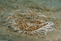 Pachycerianthus maua (Banded Tube Anemone)