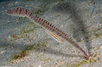 Virgularia sp.2 (Virgularia sp.2)