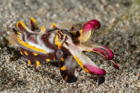 Metasepia pfefferi (Flamboyant Cuttlefish)