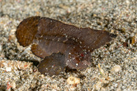 Ablabys macracanthus (Spiny Waspfish)