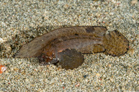 Ablabys macracanthus (Spiny Waspfish)