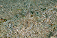 Thaumoctopus mimicus (Mimic Octopus)