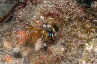 Haptosquilla stoliura (Blue Spot Mantis)