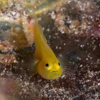 Lubricogobius exiguus (Ornate Goby)