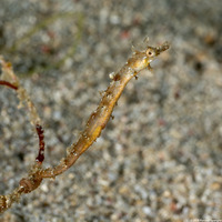 Acentronura breviperula (Shortpouch Pygmy Pipehorse)