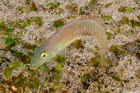Cymolutes torquatus (Collared Razorfish)