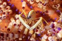 Allopontonia brocki (Brook's Urchin Shrimp)