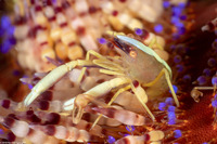 Allopontonia brocki (Brook's Urchin Shrimp)