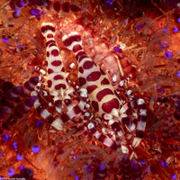 Periclimenes colemani (Coleman Shrimp)