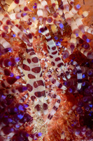 Periclimenes colemani (Coleman Shrimp)