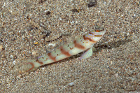 Amblyeleotris diagonalis (Slantbar Shrimpgoby)
