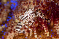 Zebrida adamsii (Zebra Urchin Crab)